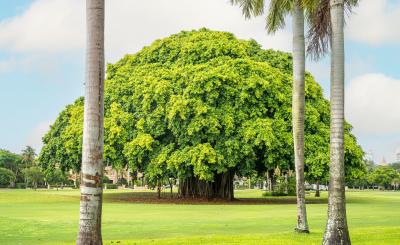 Banyan tree on Granada Golf Course