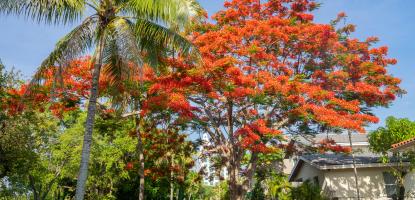 Royal Poinciana Tree