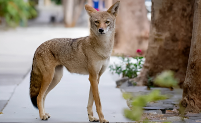 Coyote